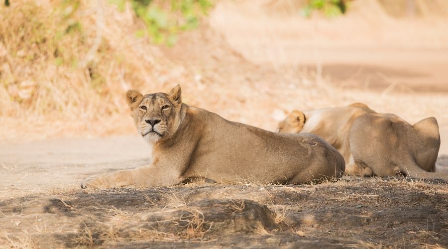 Gir National Park