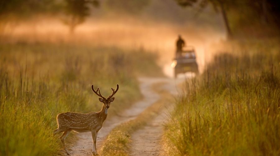 Jim Corbett National Park