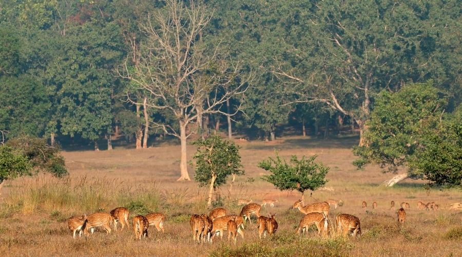 Kanha National Park