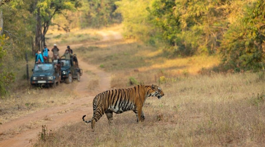 Tadoba Andhari Tiger Reserve